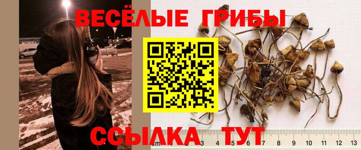 Псилоцибиновые грибы GOLDEN TEACHER  Вход с VPN  Канск  Псилоцибиновые грибы Magic Shrooms 